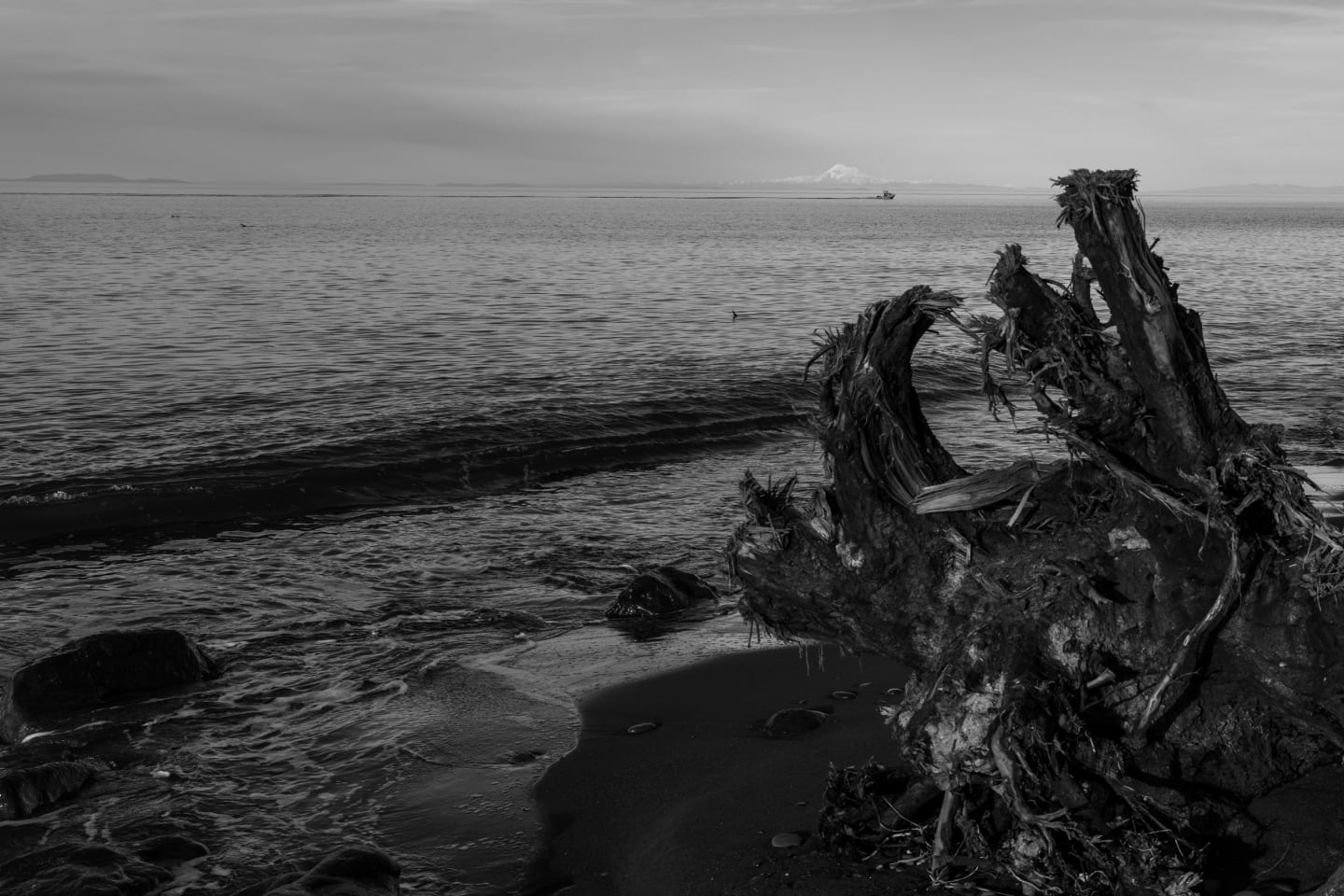 Black and white composition of weathered driftwood with Mount Baker barely visible through overcast skies on the horizon