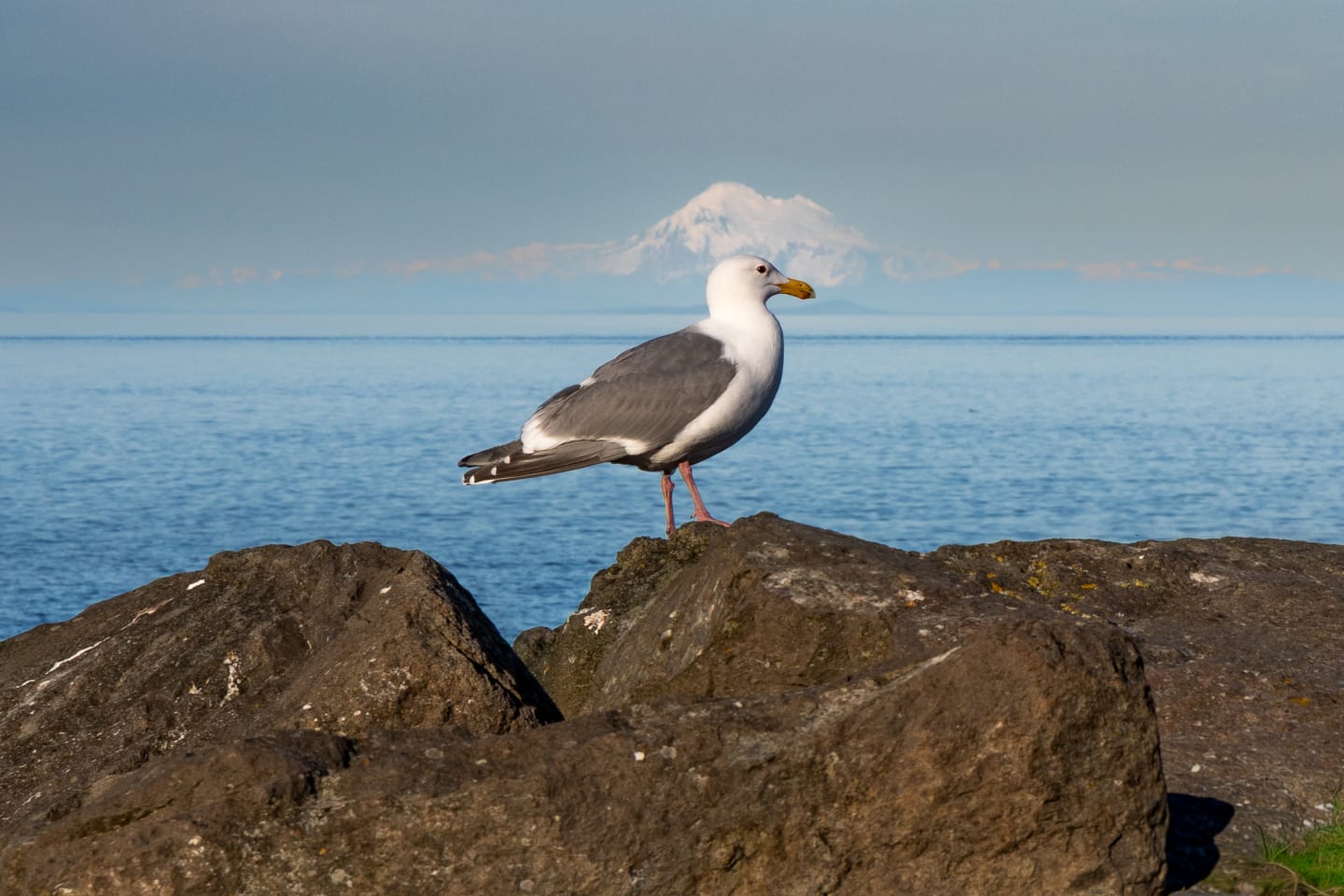 Seagull standing alert on moss-covered rocks with Mount Baker's snow-covered peak sharp against blue sky