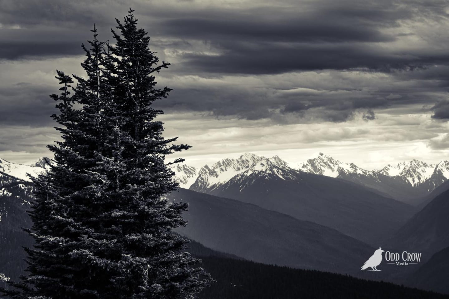 Looking across layered mountain ridges with evergreen trees in foreground and snow-capped peaks under stormy sky