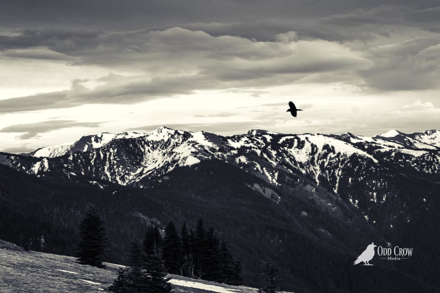 A lone raven soars against dramatic storm clouds over snow-capped Olympic Mountains from Hurricane Ridge viewpoint
