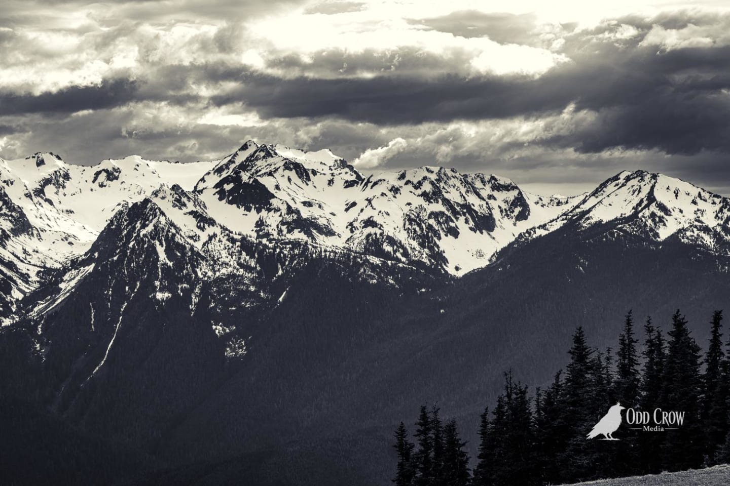 Dramatic storm clouds over snow-capped Olympic Mountain peaks with evergreen forest below