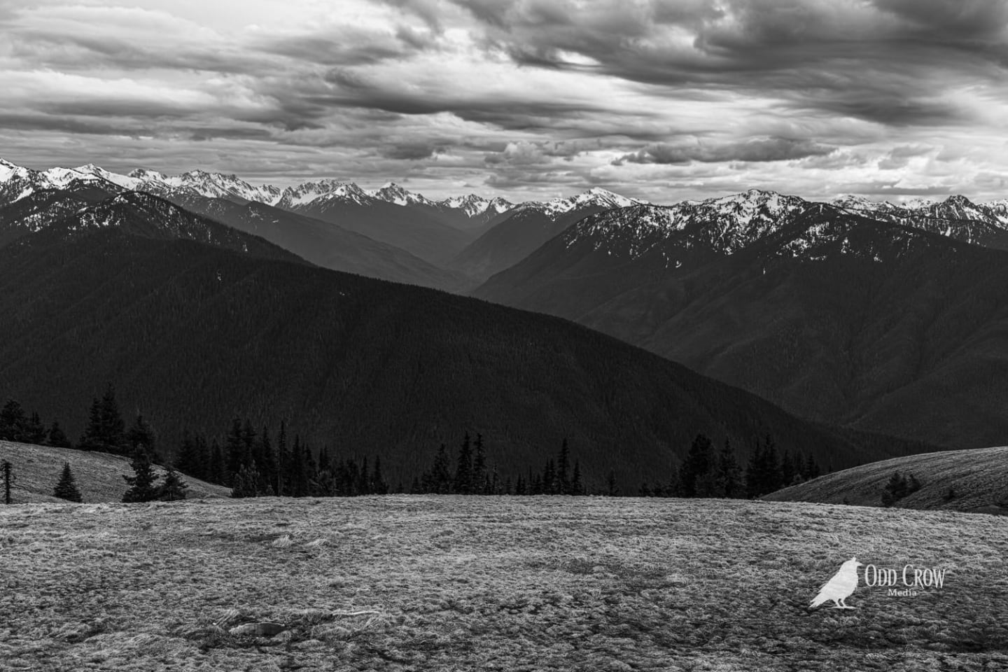 Black and white panoramic view of layered Olympic Mountain ridges extending to horizon