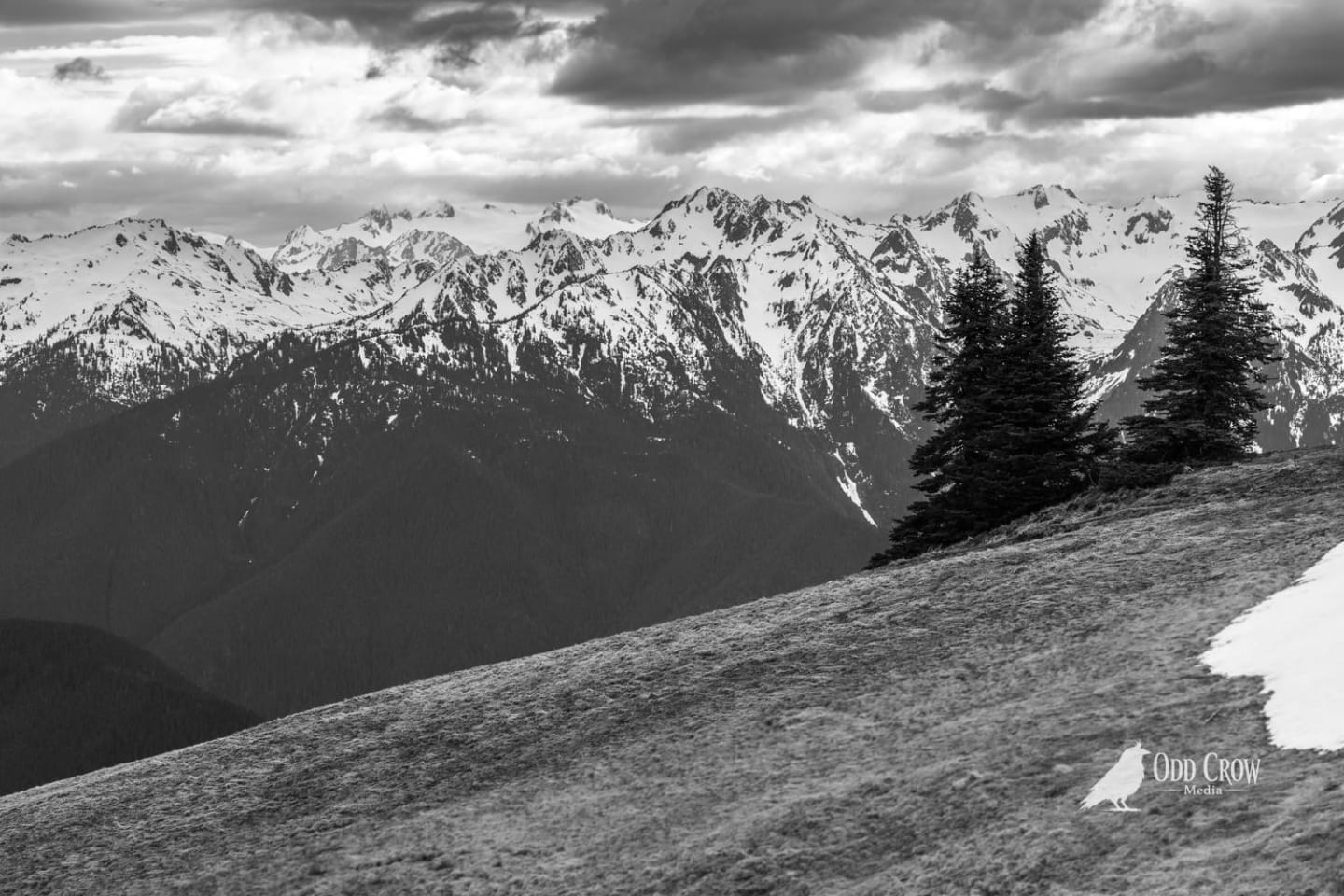 Black and white image of Hurricane Ridge meadow with lone evergreen trees and snow-capped Olympic Mountains beyond