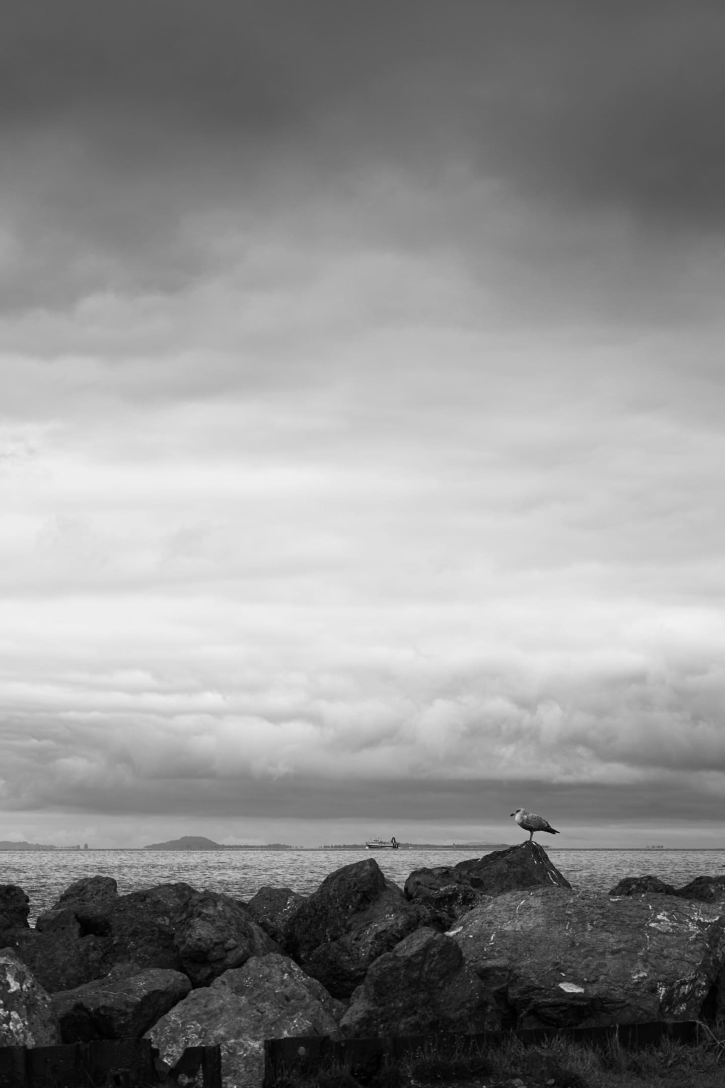 Black and white photograph of seagull standing on rocky shoreline with ship in background