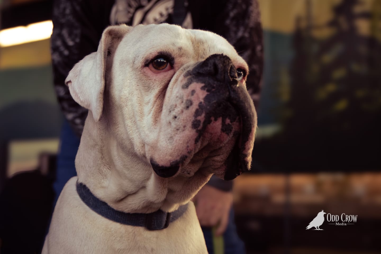 White dog named Major tethered near the stage at Concerts on the Pier