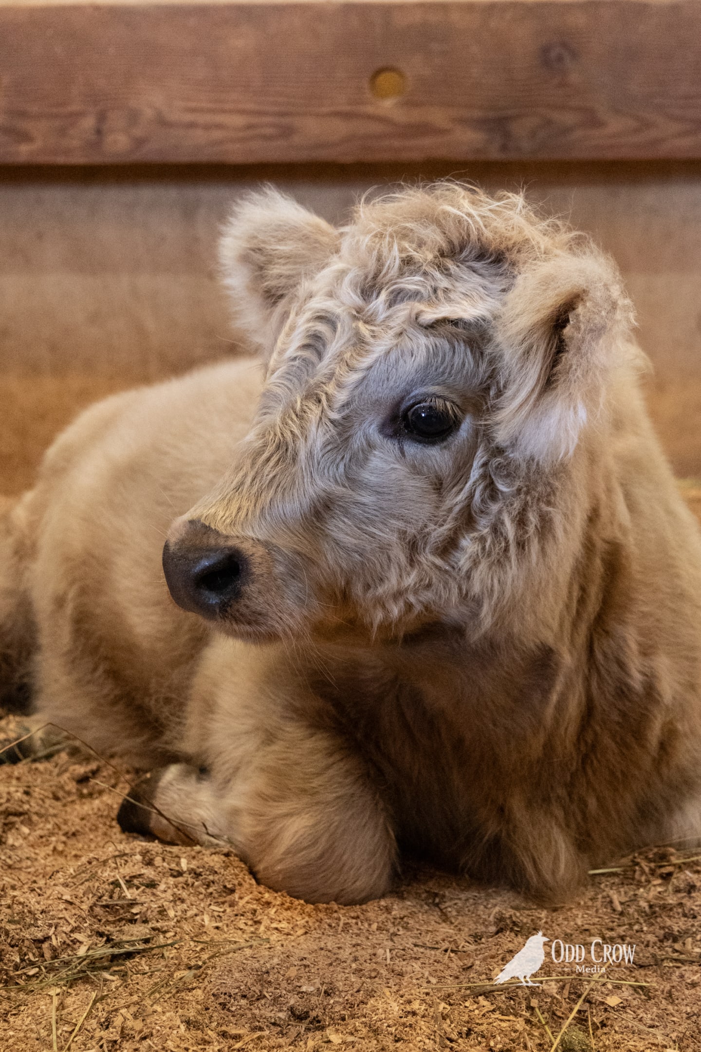 Fluffy newborn Highland calf resting on wood shavings in a fair barn stall, soft curly fur and large dark eyes, warm barn light