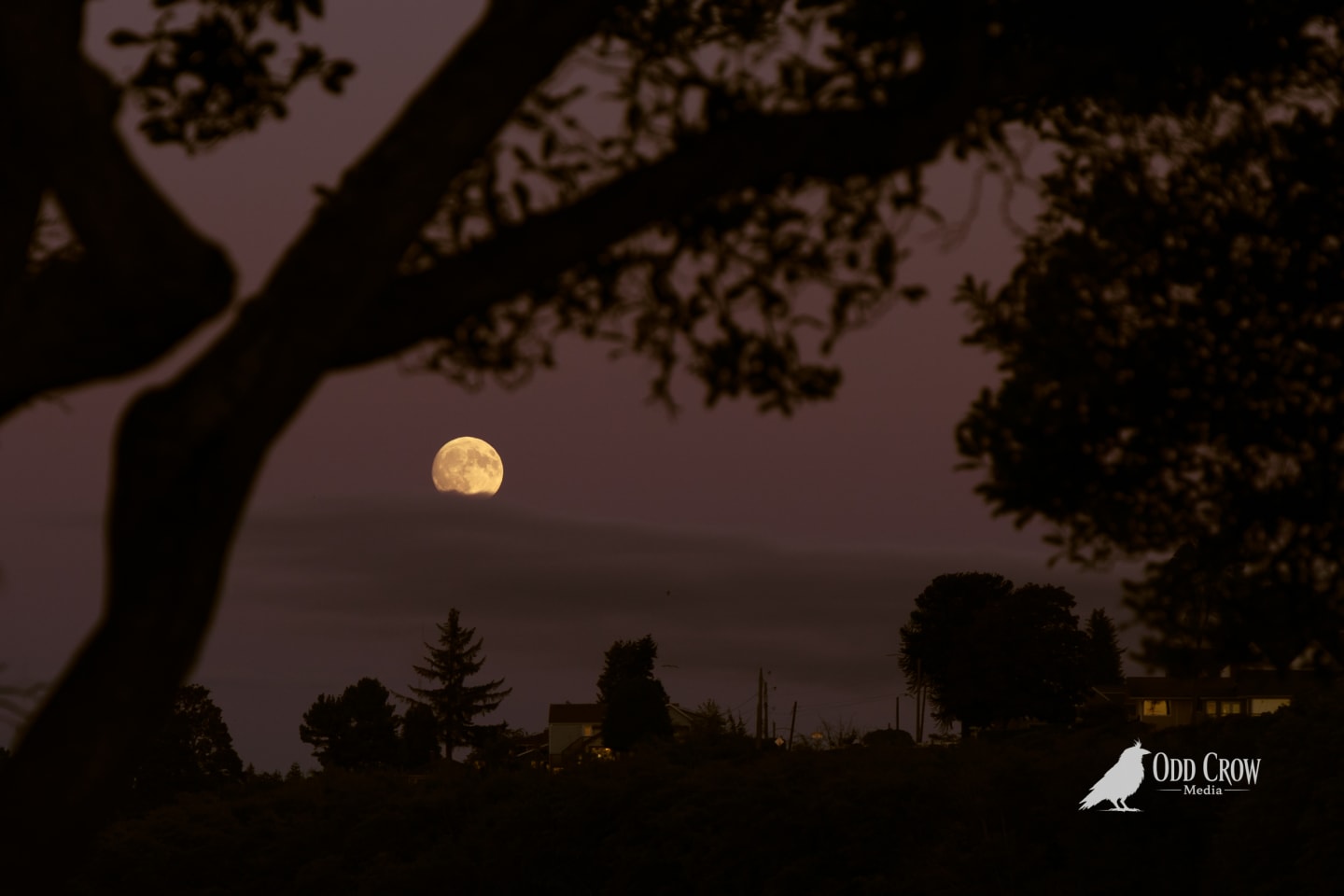 Full moon rising over silhouetted trees and rooftops at dusk, framed by oak branches.