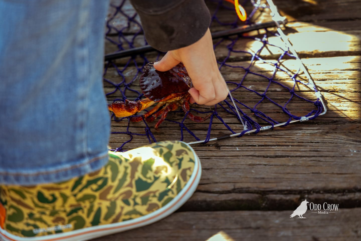 Child's hand holding a small live crab pulled from a crab trap on the wooden dock, camo sneakers visible, warm afternoon light