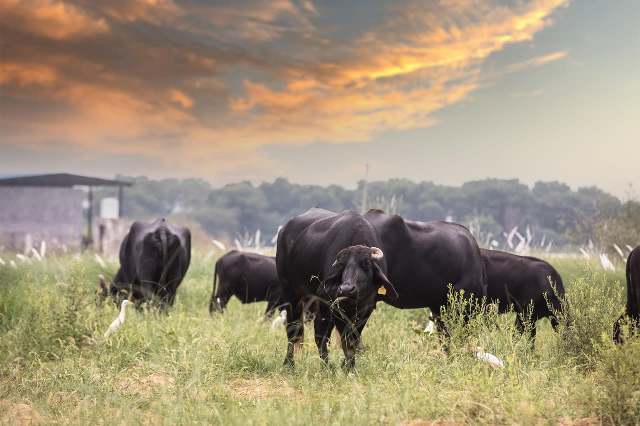 Imagen relacionada con AGENDA 2030: IMPUESTO a la emisión de gases de las VACAS: Buscan crear la tasa ambiental al metano