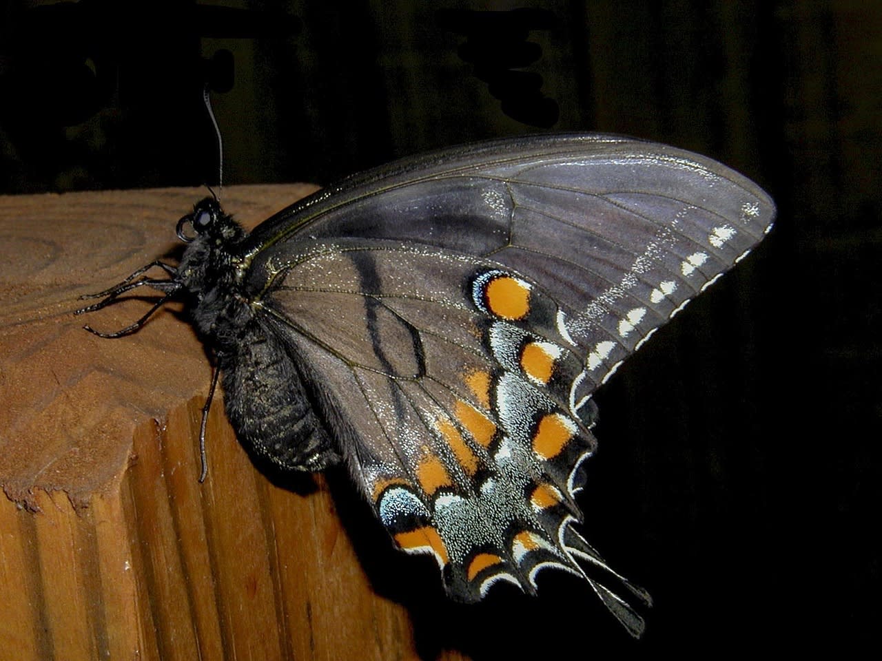 Imagen relacionada con ¿Qué significa ver MARIPOSAS NEGRAS? El secreto de la Mariposa Negra