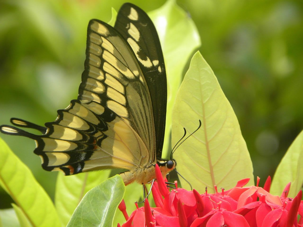Imagen relacionada con El significado espiritual de ver mariposas alrededor tuyo