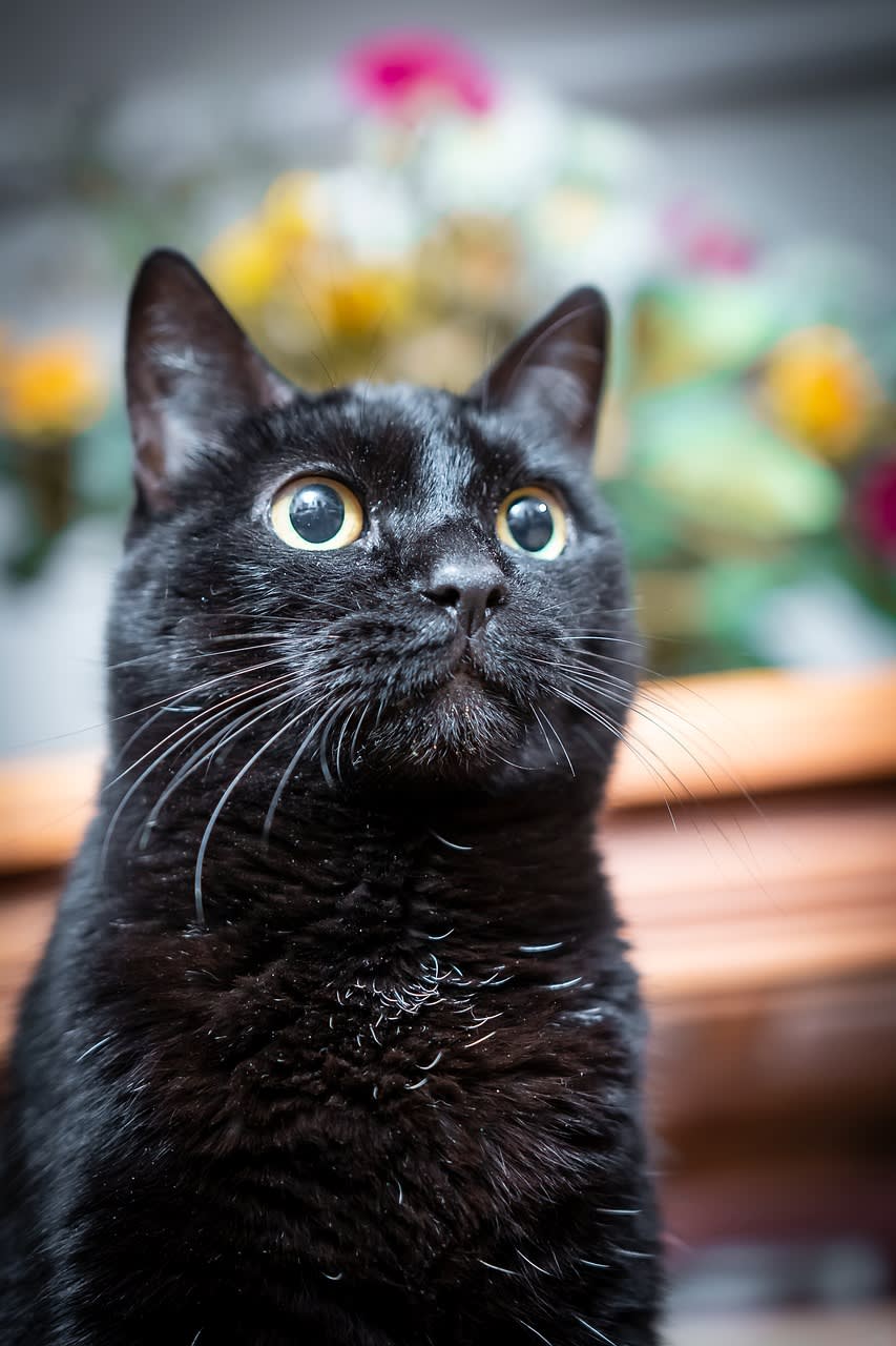 Imagen relacionada con Los GATOS, el animal que armoniza el hogar y el mundo, SECRETOS DEL RONRONEO