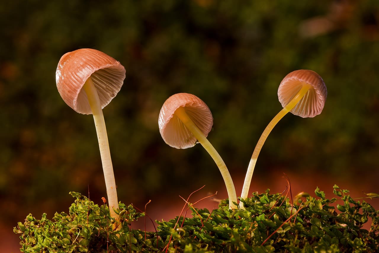 Imagen relacionada con Mushrooms medicinales: la furia de Chaga, Reishi y hongos ‘milagro’ que arrasan en redes