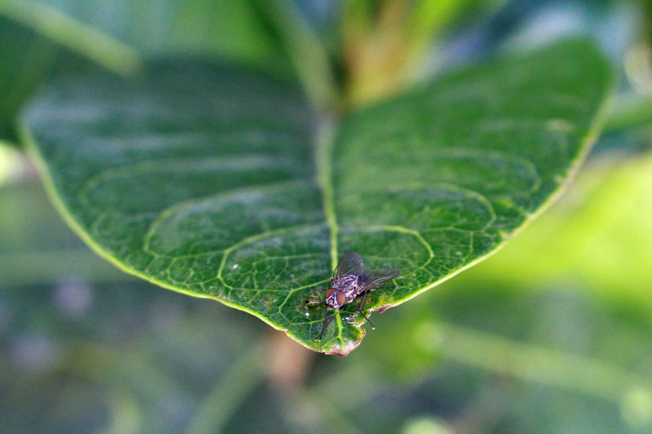 Imagen relacionada con Soñar con insectos / plagas: detalles molestos que ignoras en tu vida diaria