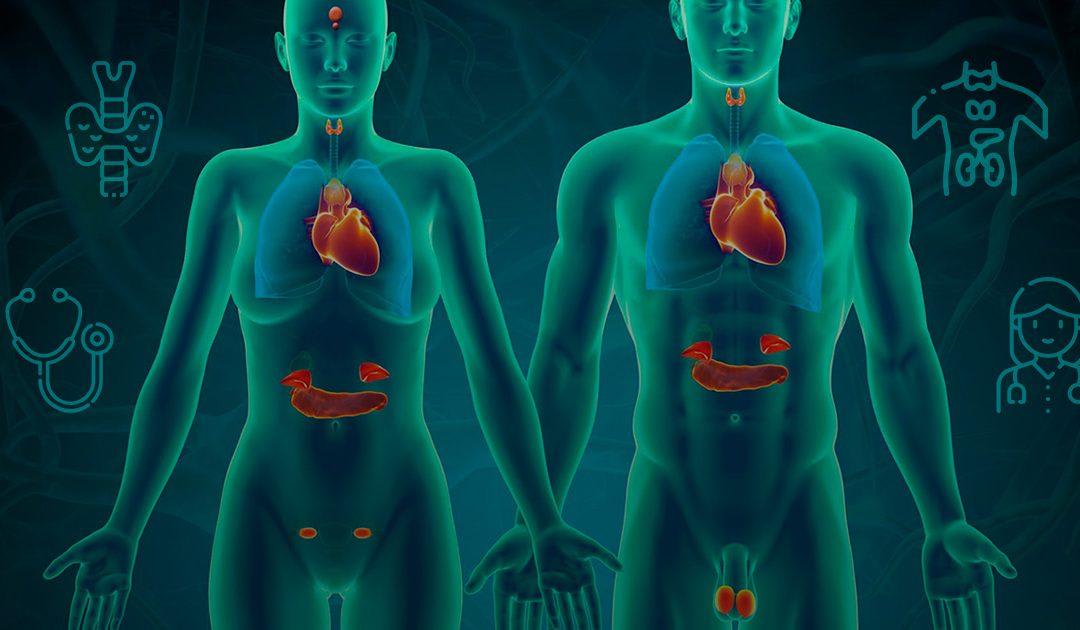 La Relación Entre el Sistema Endocrino y los 7 Chakras