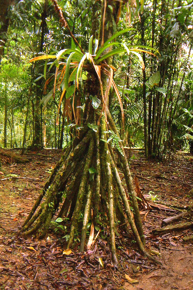 ARBOL QUE CAMINA