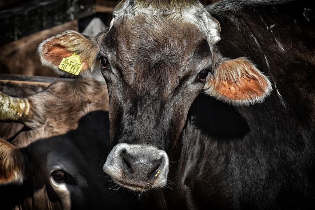 Imagen relacionada con AGENDA 2030: IMPUESTO a la emisión de gases de las VACAS: Buscan crear la tasa ambiental al metano