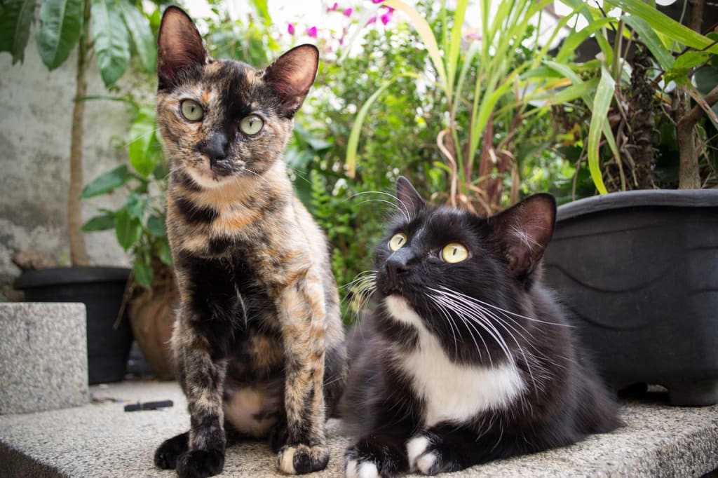 Los GATOS, el animal que armoniza el hogar y el mundo – imagen 3 Los GATOS, el animal que armoniza el hogar y el mundo