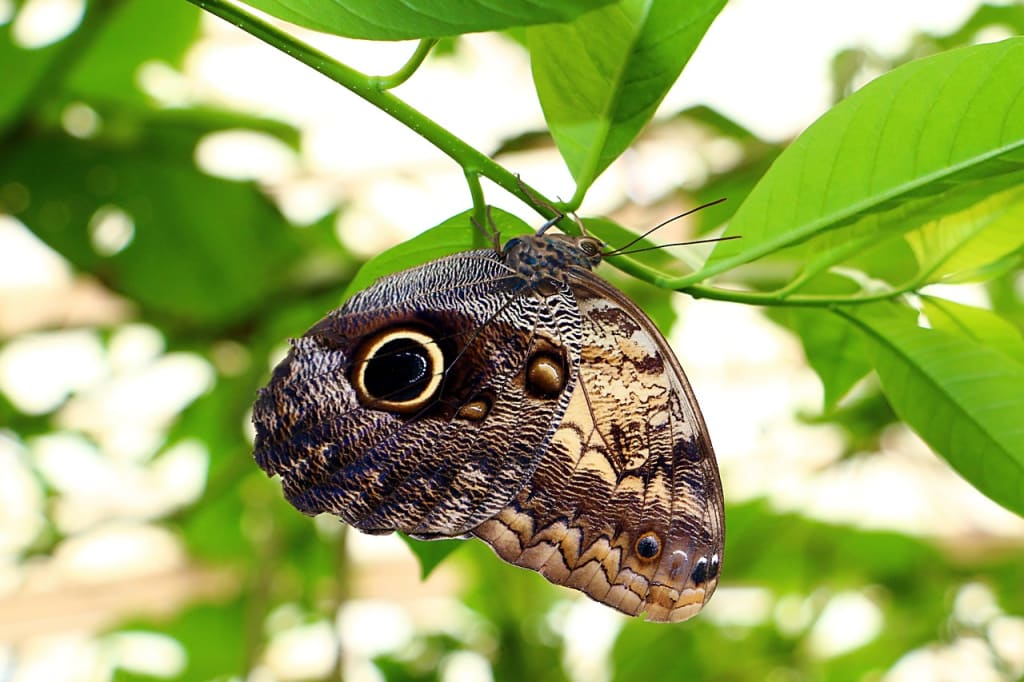 Imagen relacionada con El significado espiritual de ver mariposas alrededor tuyo