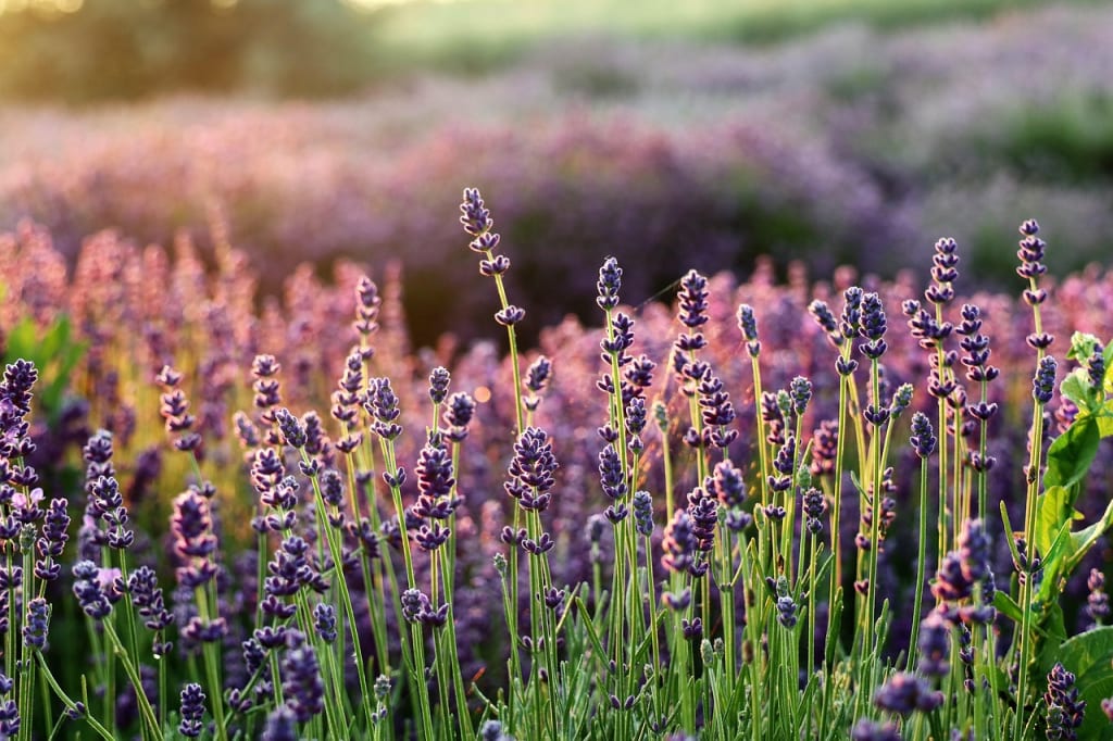 Imagen relacionada con Lavanda: Tiene propiedades antiinflamatorias y antisépticas, además de ser relajante