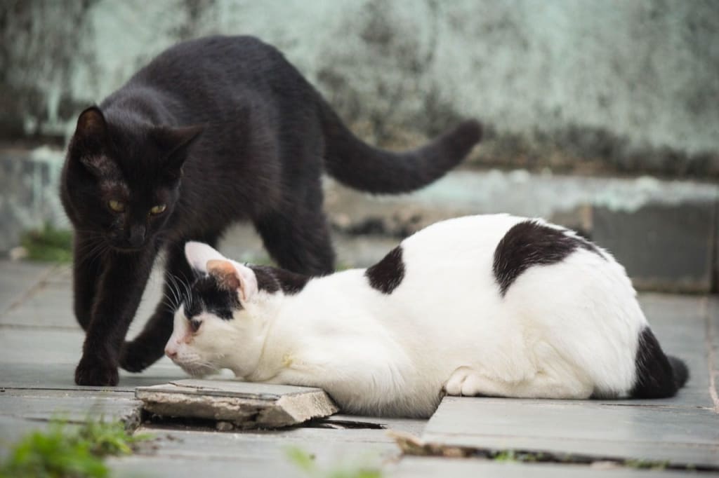 Los GATOS, el animal que armoniza el hogar y el mundo
