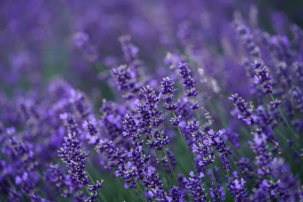 Imagen relacionada con Lavanda: Tiene propiedades antiinflamatorias y antisépticas, además de ser relajante