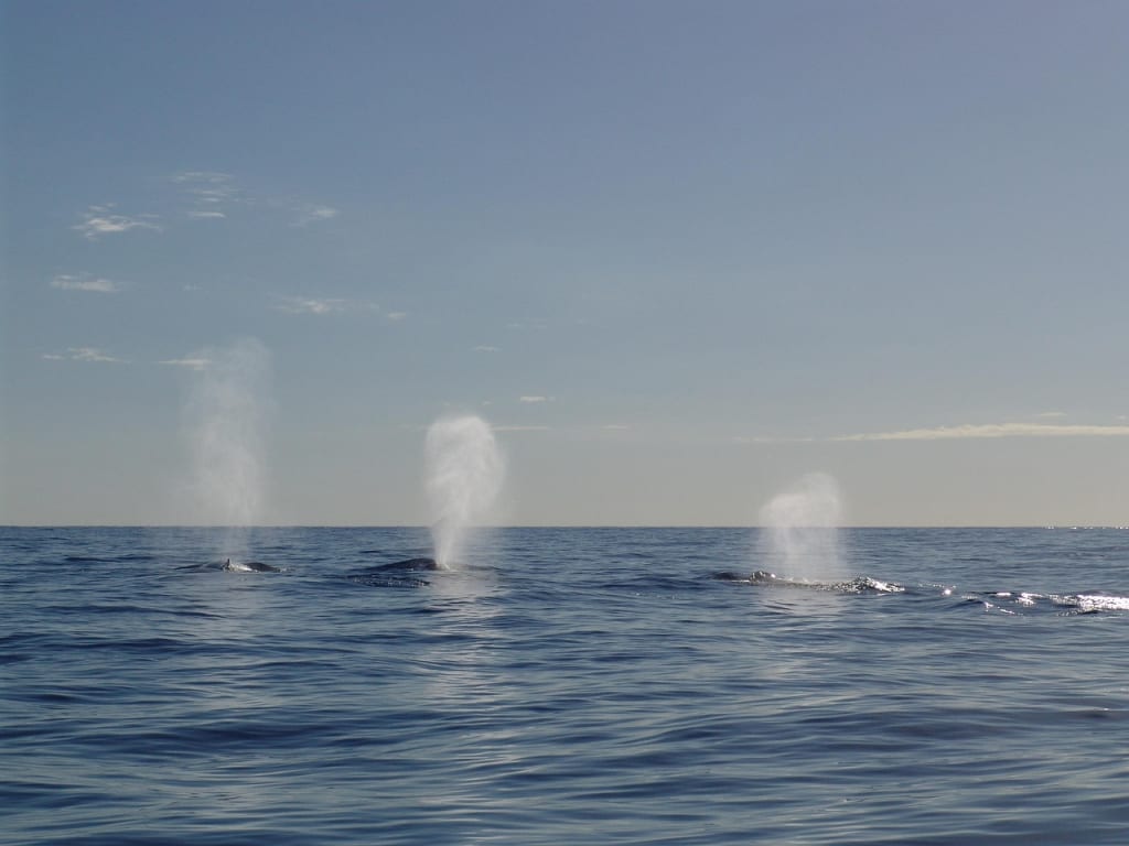 Imagen relacionada con El Silencio de las Ballenas HOY: No Cantan desde las 3:33 AM… y los Oceanógrafos Están Preocupados