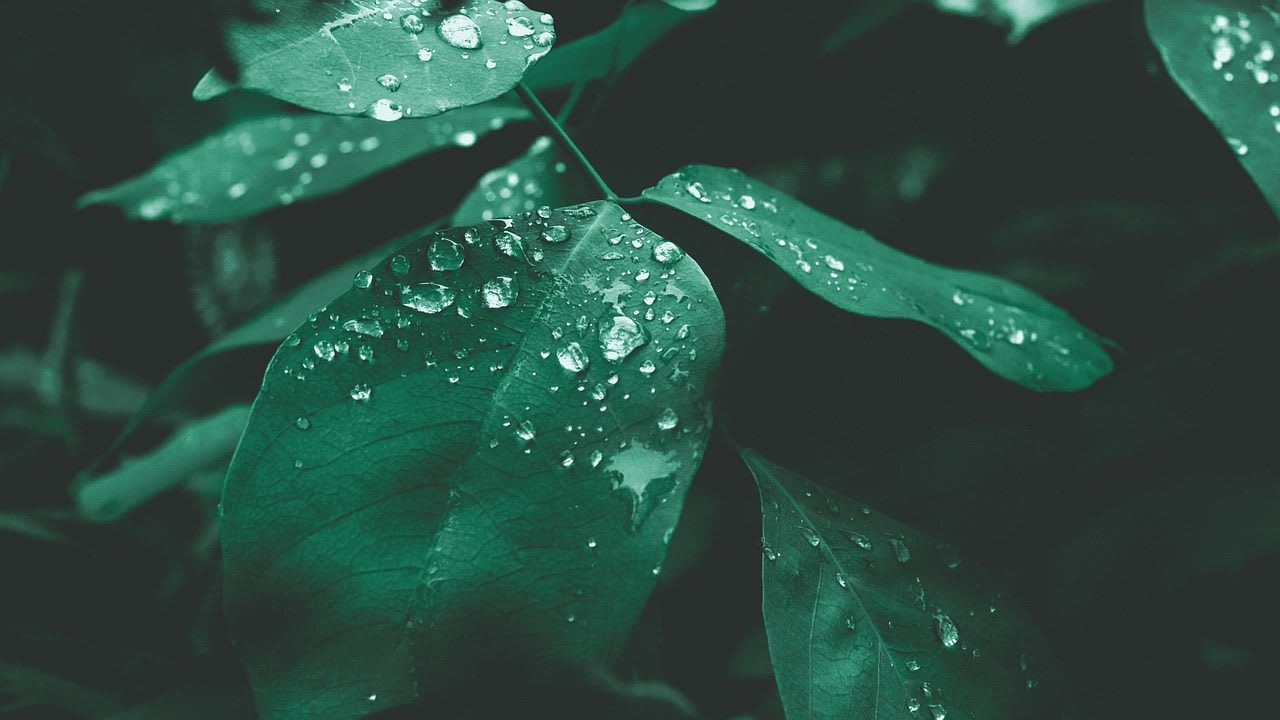 El poder de las PLANTAS, ELIMINAR MALAS ENERGIAS EN TU CASA 1 Imagen relacionada con El poder de las PLANTAS, ELIMINAR MALAS ENERGIAS EN TU CASA