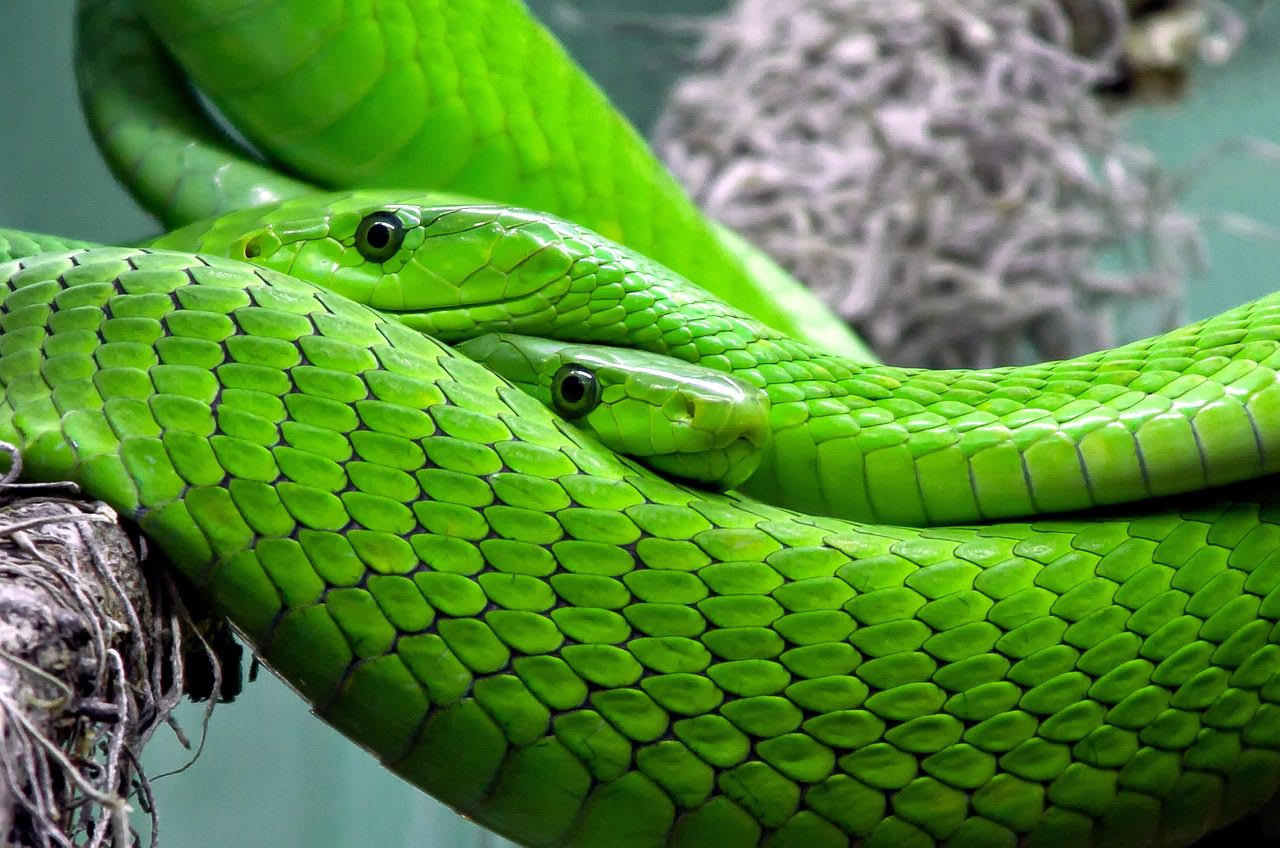 Imagen relacionada con Qué significa soñar con serpientes y cómo interpretar el mensaje