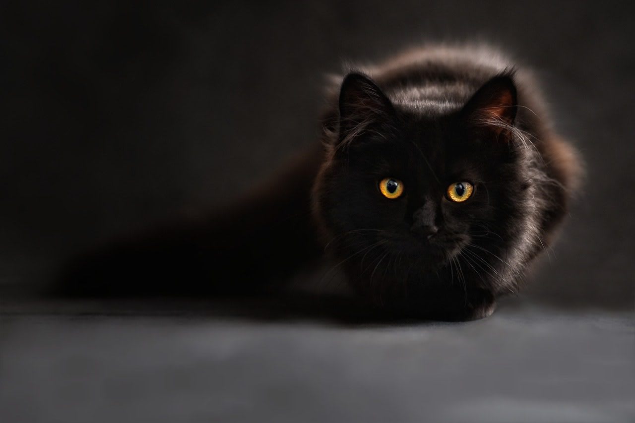 La energía de los gatos