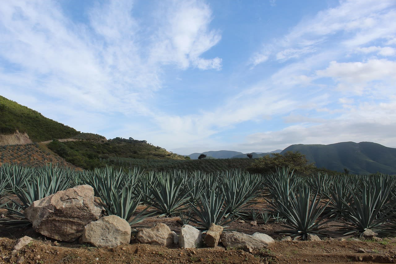 Masajes curativos de Oaxaca: la técnica ancestral que sana el cuerpo y el alma 1 Imagen relacionada con Masajes curativos de Oaxaca: la técnica ancestral que sana el cuerpo y el alma