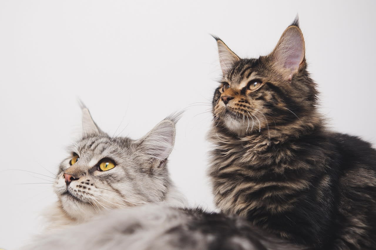 Imagen relacionada con El significado espiritual de los gatos: guardianes energéticos desde la antigüedad