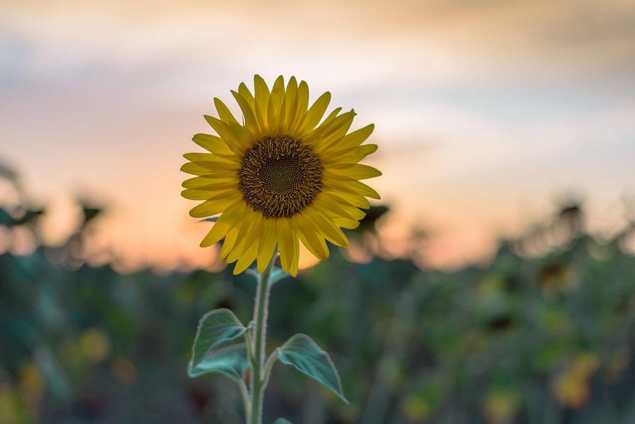 Imagen relacionada con Ecoterapia y conexión con la naturaleza