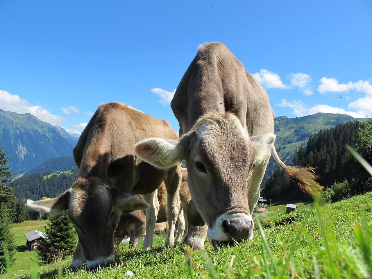 AGENDA 2030: IMPUESTO a la emisión de gases de las VACAS: Buscan crear la tasa ambiental al metano – imagen 2 Imagen relacionada con AGENDA 2030: IMPUESTO a la emisión de gases de las VACAS: Buscan crear la tasa ambiental al metano