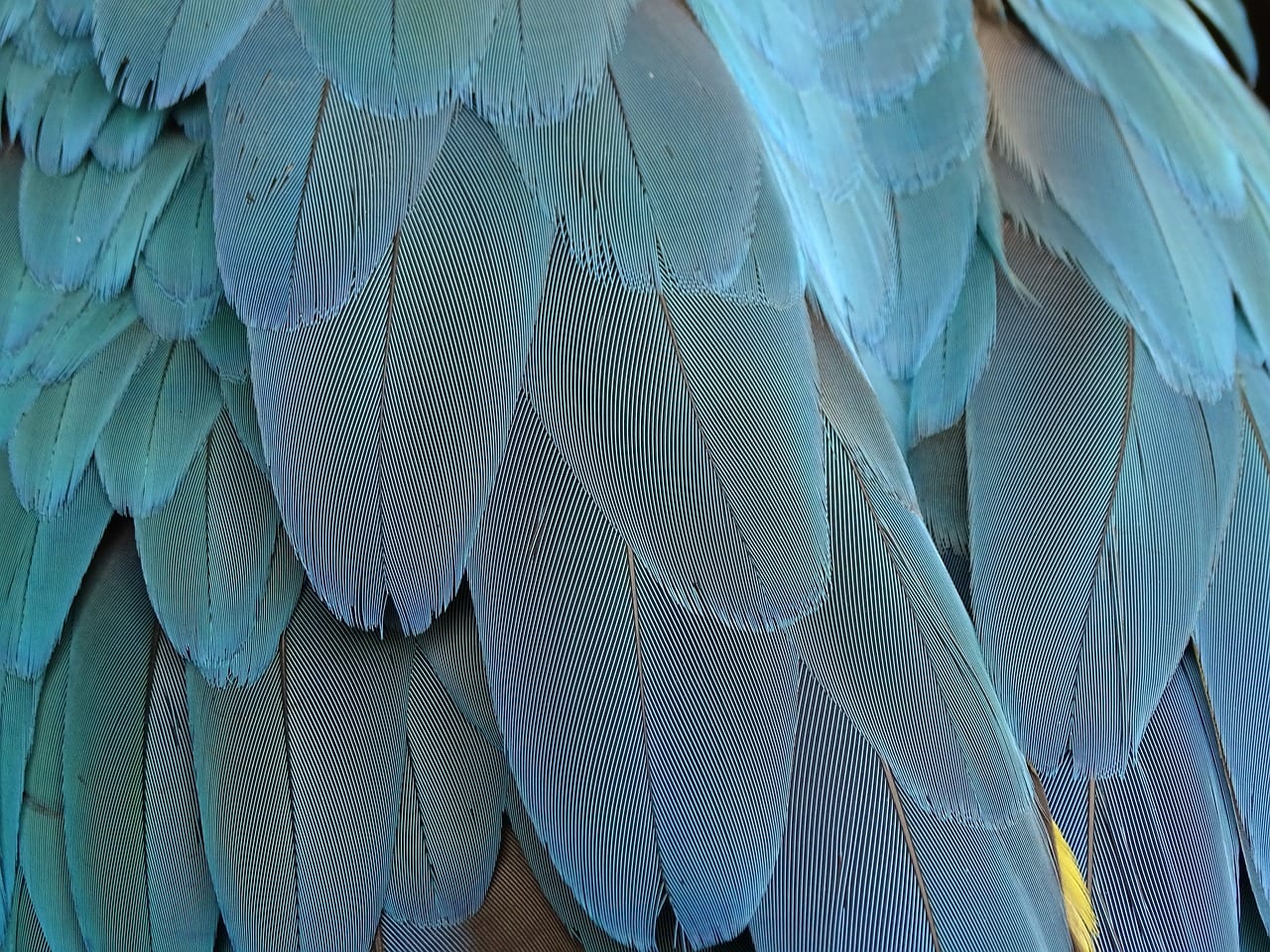 Imagen relacionada con Qué significa encontrar plumas en tu camino según los ángeles