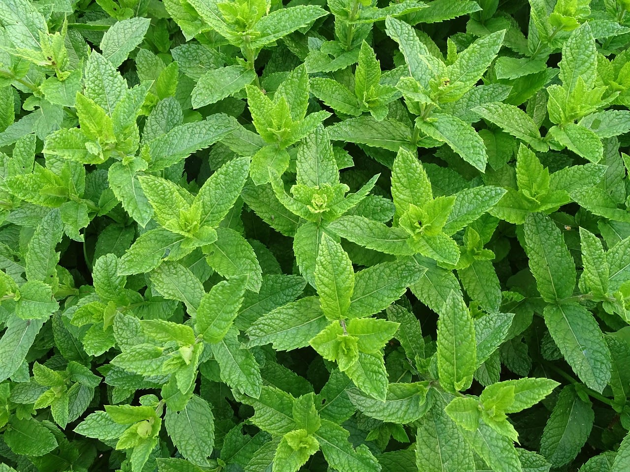 Menta: Ayuda con la digestión, alivia dolores de cabeza leves y tiene un efecto refrescante 1 Imagen relacionada con Menta: Ayuda con la digestión, alivia dolores de cabeza leves y tiene un efecto refrescante