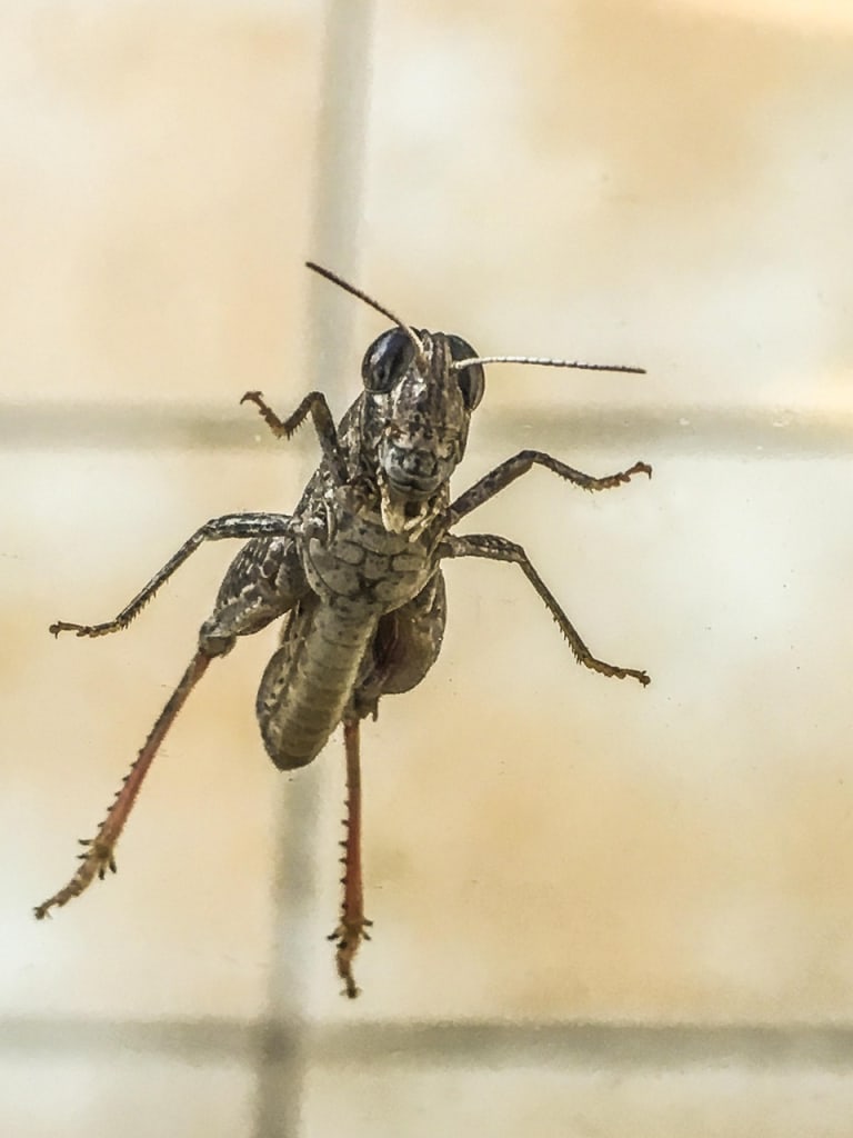 Soñar con insectos / plagas: detalles molestos que ignoras en tu vida diaria – imagen 2 Imagen relacionada con Soñar con insectos / plagas: detalles molestos que ignoras en tu vida diaria