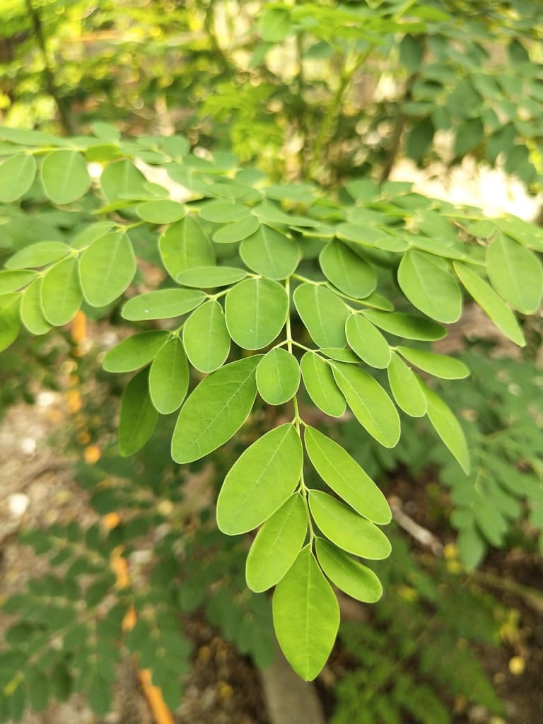 Imagen relacionada con Moringa: Se considera un superalimento por su alto contenido de nutrientes