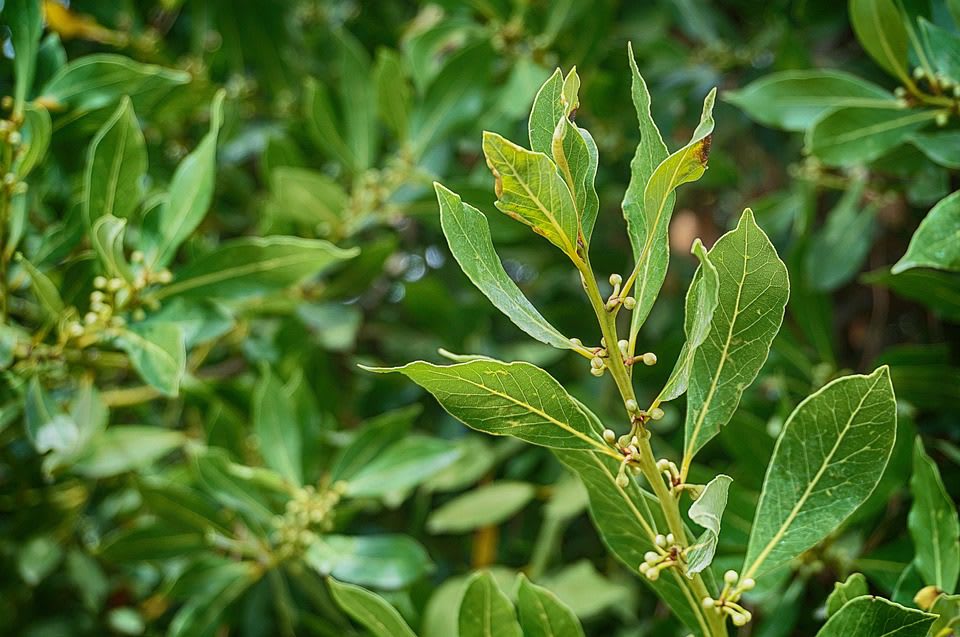 El Ritual del Laurel: Métodos y Beneficios de su Uso