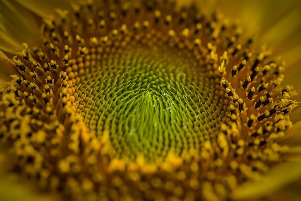 El Ritual del Girasol para Atraer Dinero 1 El Ritual del Girasol para Atraer Dinero, DESPABILATE MUNDO!