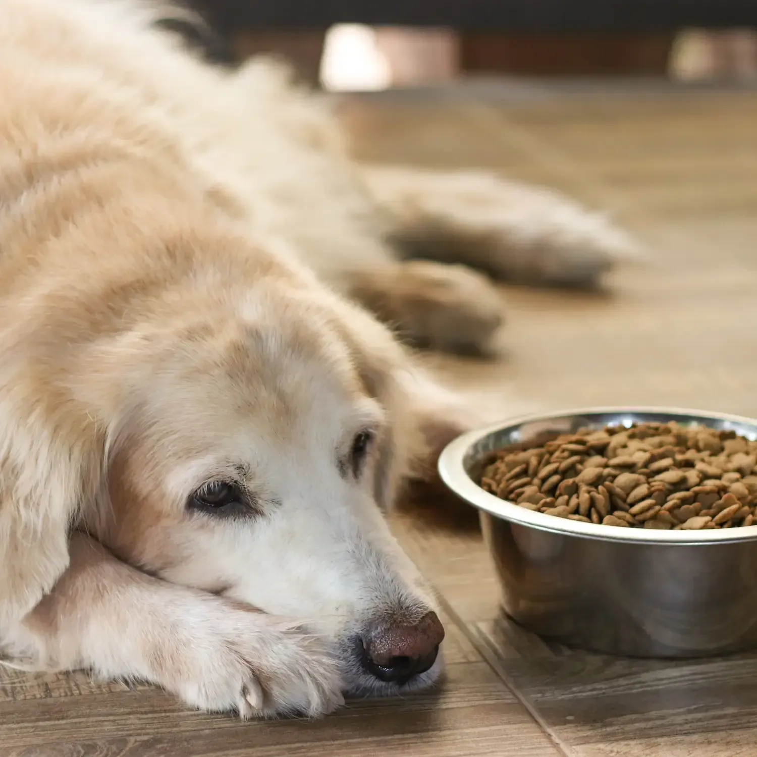 Tummy Troubles Got You Down? Upset Stomach In Dogs: Causes, Symptoms, and Home Remedies