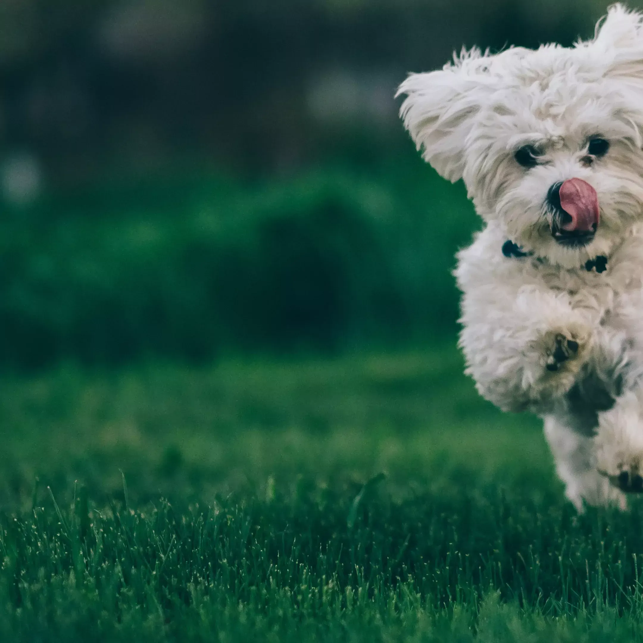 What is Veterinary Urgent Care, and How Can It Help Your Pet?