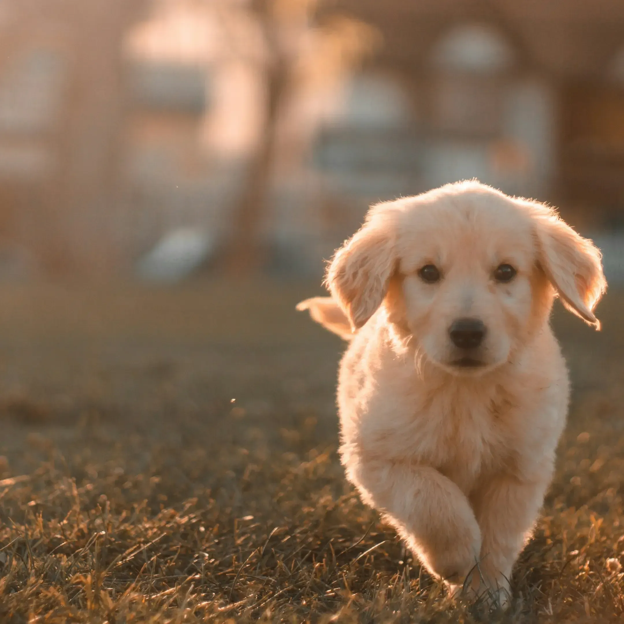 Veterinary Urgent Care: A Solution to Stressful ER Visits and Long Wait Times