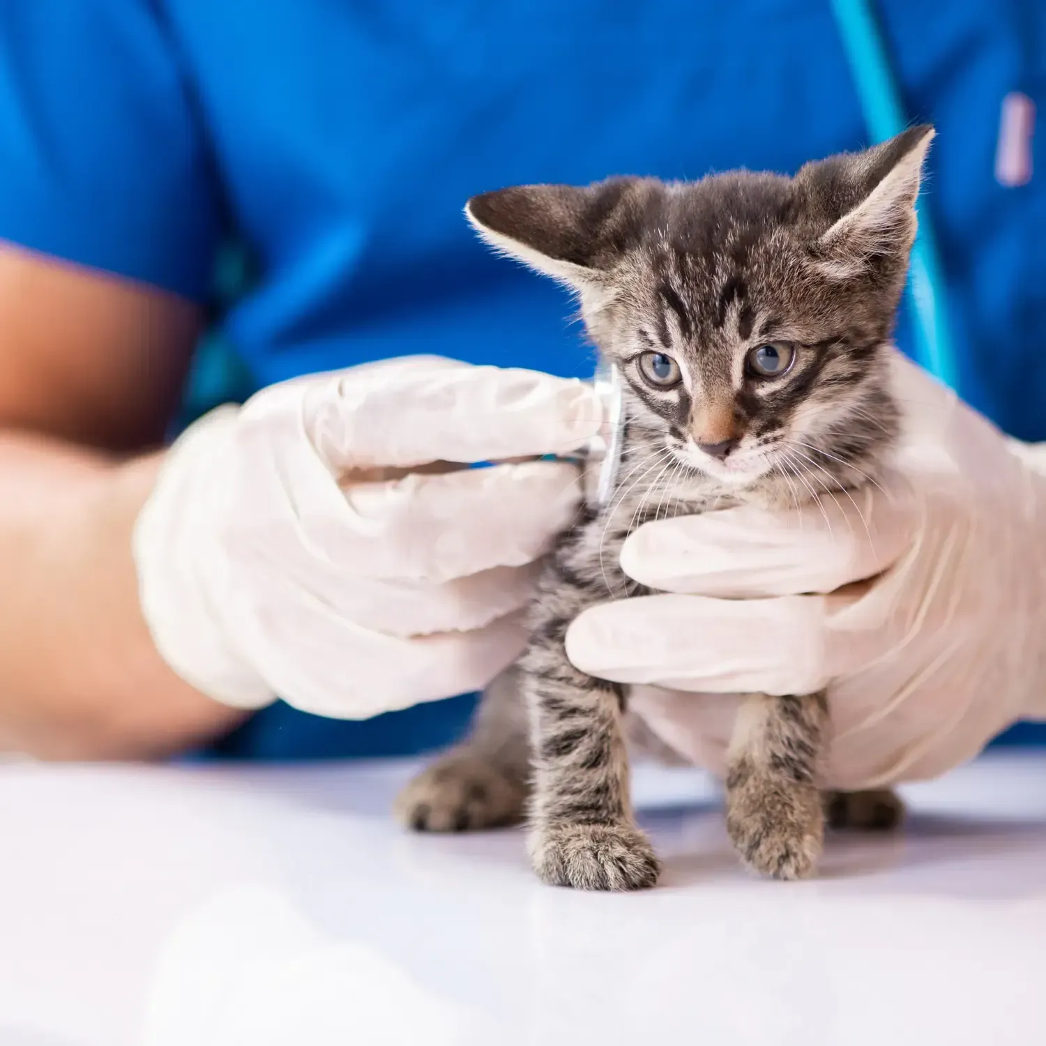 Protect Your Pet’s Future: The Role of Insurance and Emergency Funds
