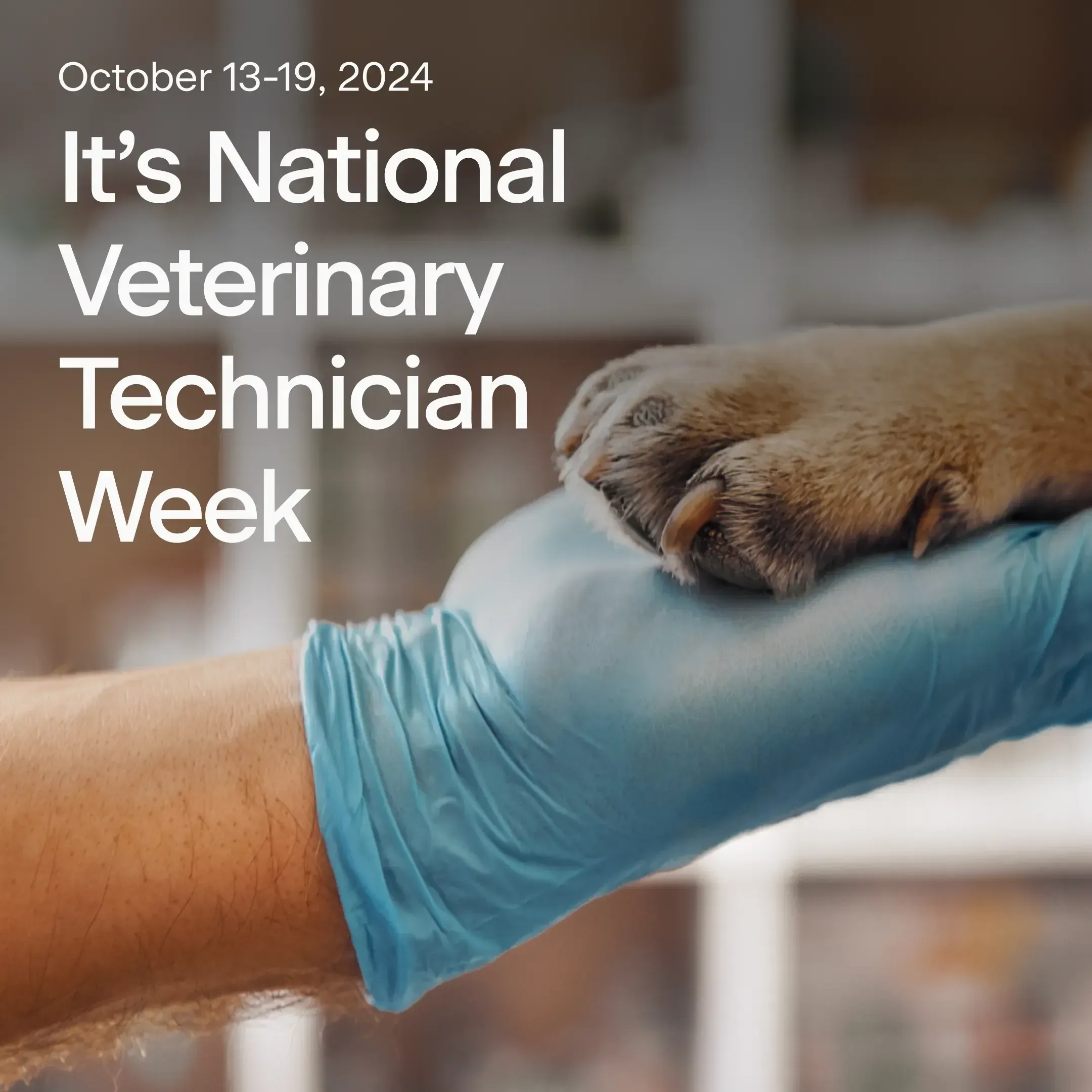 Behind the Scenes: The True Superheroes of the Vet Hospital
