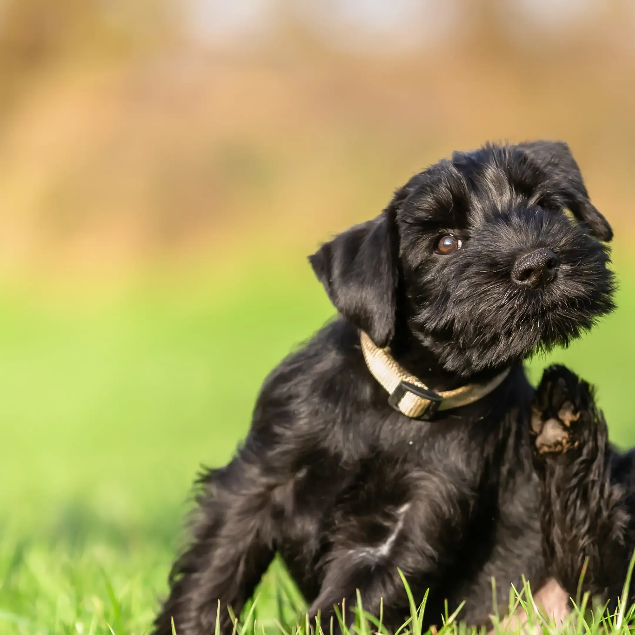 Scratching The Itch: Understanding Allergies in Your Pets