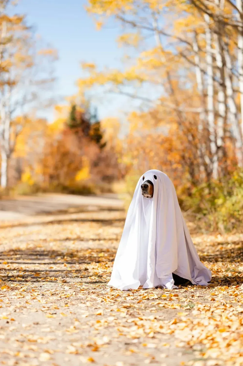 Have a Spooktacular Halloween: A Guide to Keeping Your Pets Safe and Happy