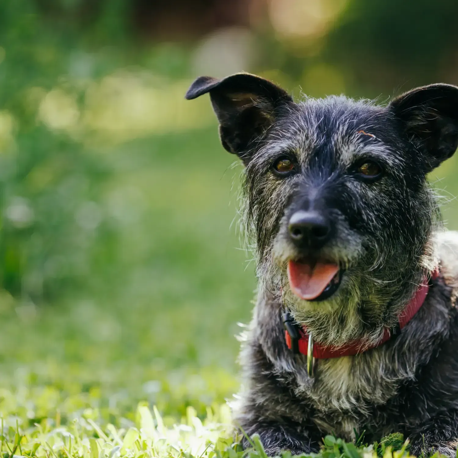Age Is in the Eye of the Beholder: A Guide to Understanding Pet Aging