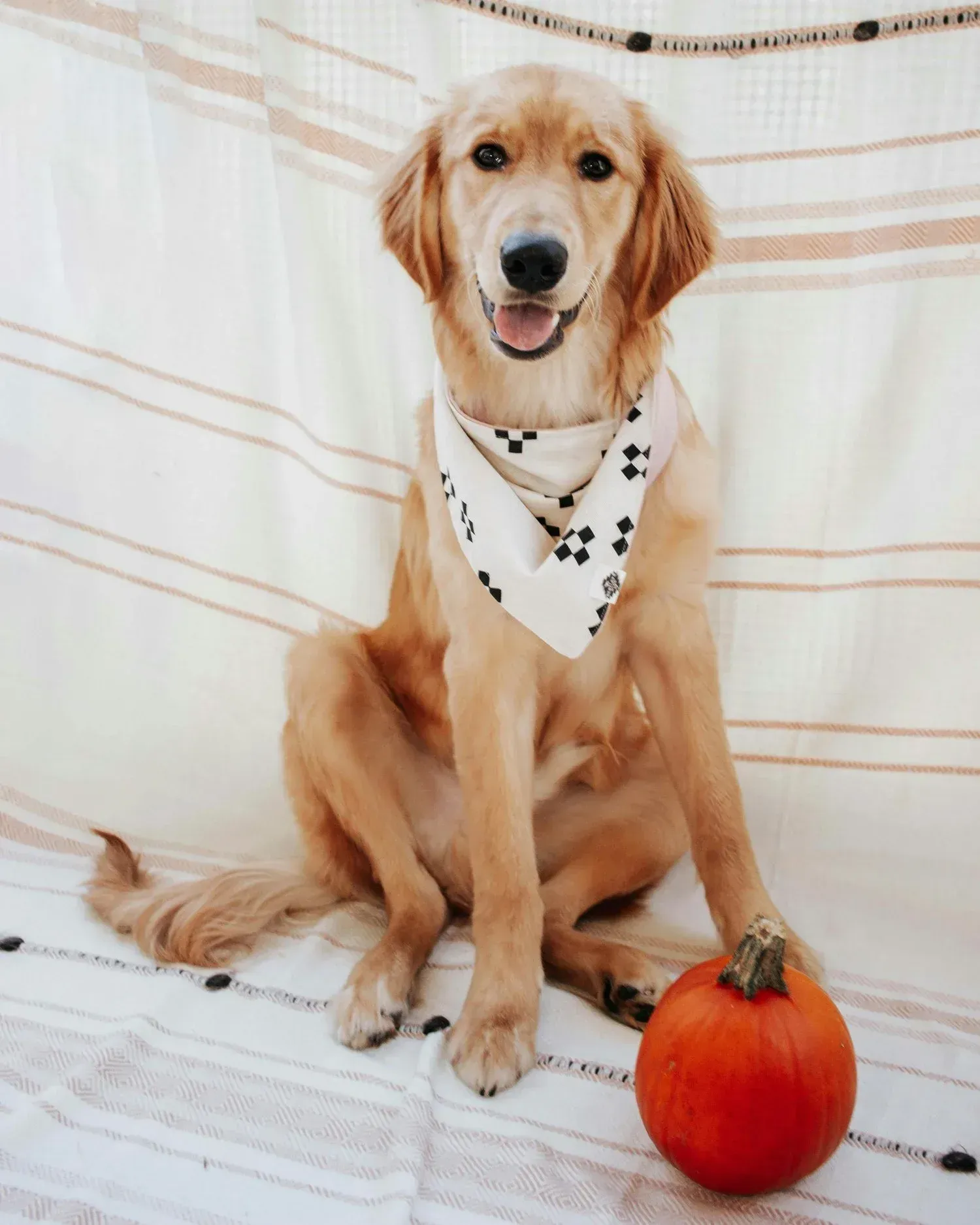 Give Thanks for Safety: How to Keep Your Pets Safe This Thanksgiving