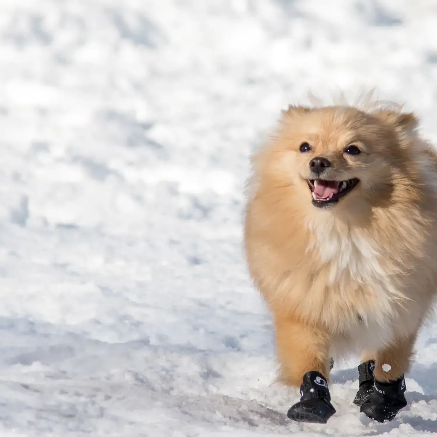 Baby It’s Cold Outside: A Guide to Keeping Your Pet Safe in Cold Weather